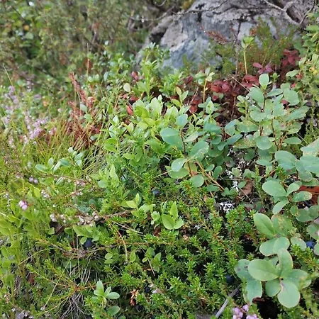 Flott Sentralt I Hallingdal Semesterbostad Ål